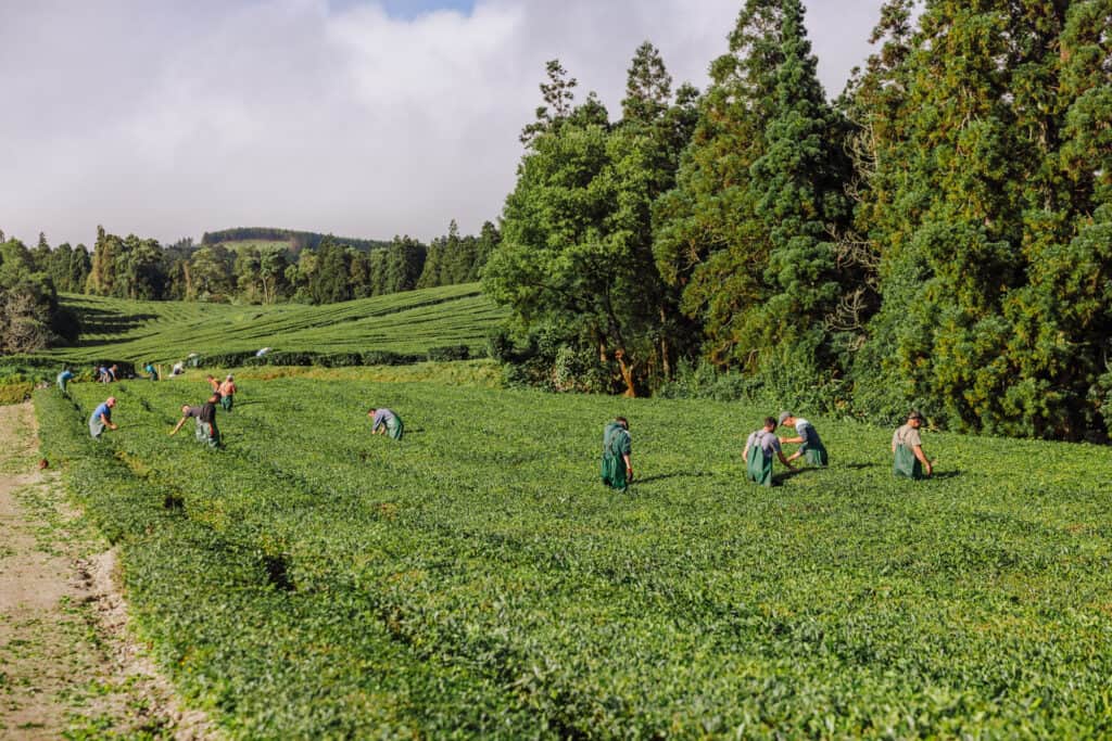 Tea fields at Gorreana