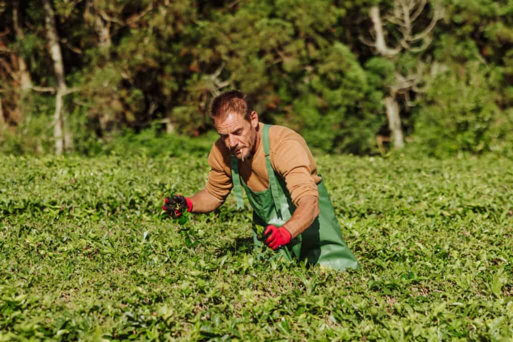 Workers in the tea fields at Gorreana