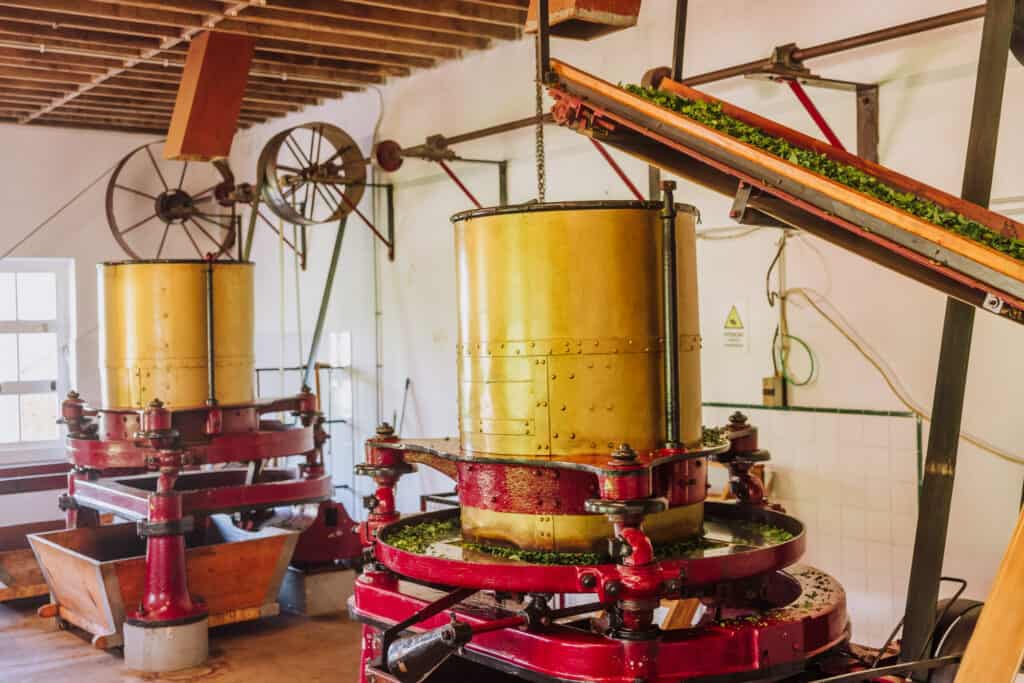 Gorreana tea factory tour