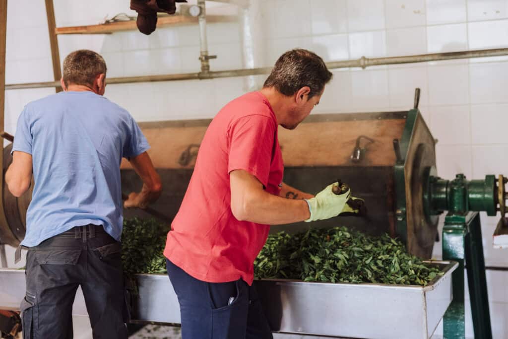 Steaming green tea leaves at Gorreana
