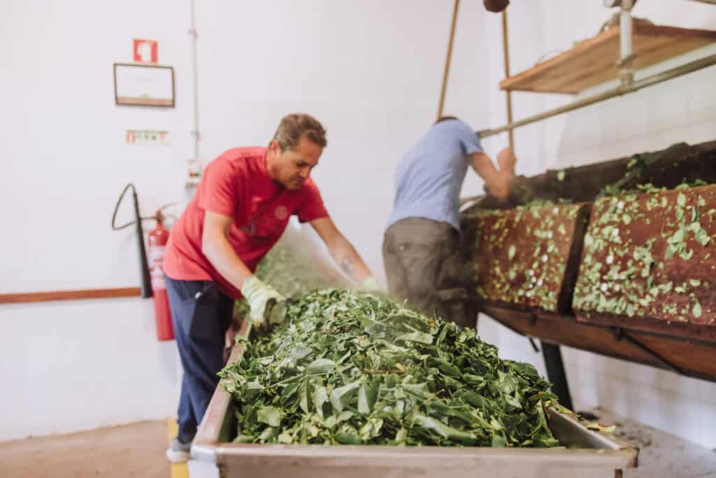 Workers at the Gorreana Tea Factory in the Azores