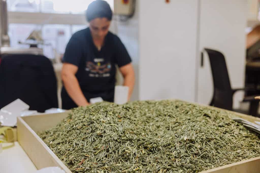 Gorreana tea factory in the Azores