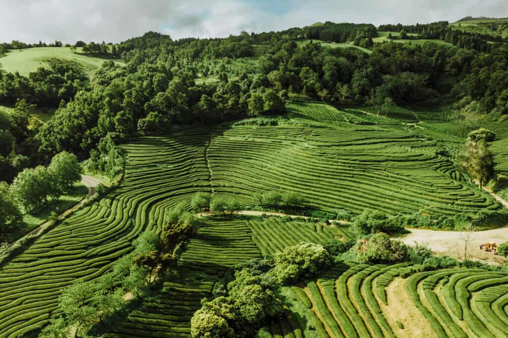 The Azores tea fields on the Gorreana Plantation