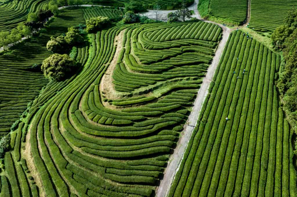 The Azores tea fields at Gorreana