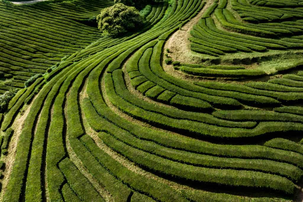 Azores tea fields on São Miguel