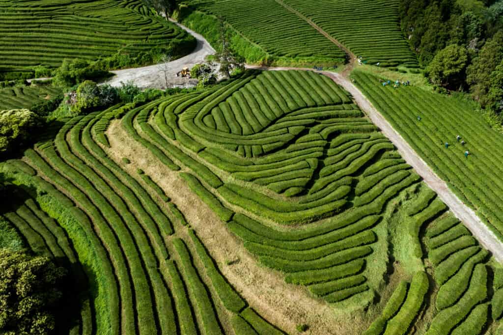Azores Tea Fields in the sun