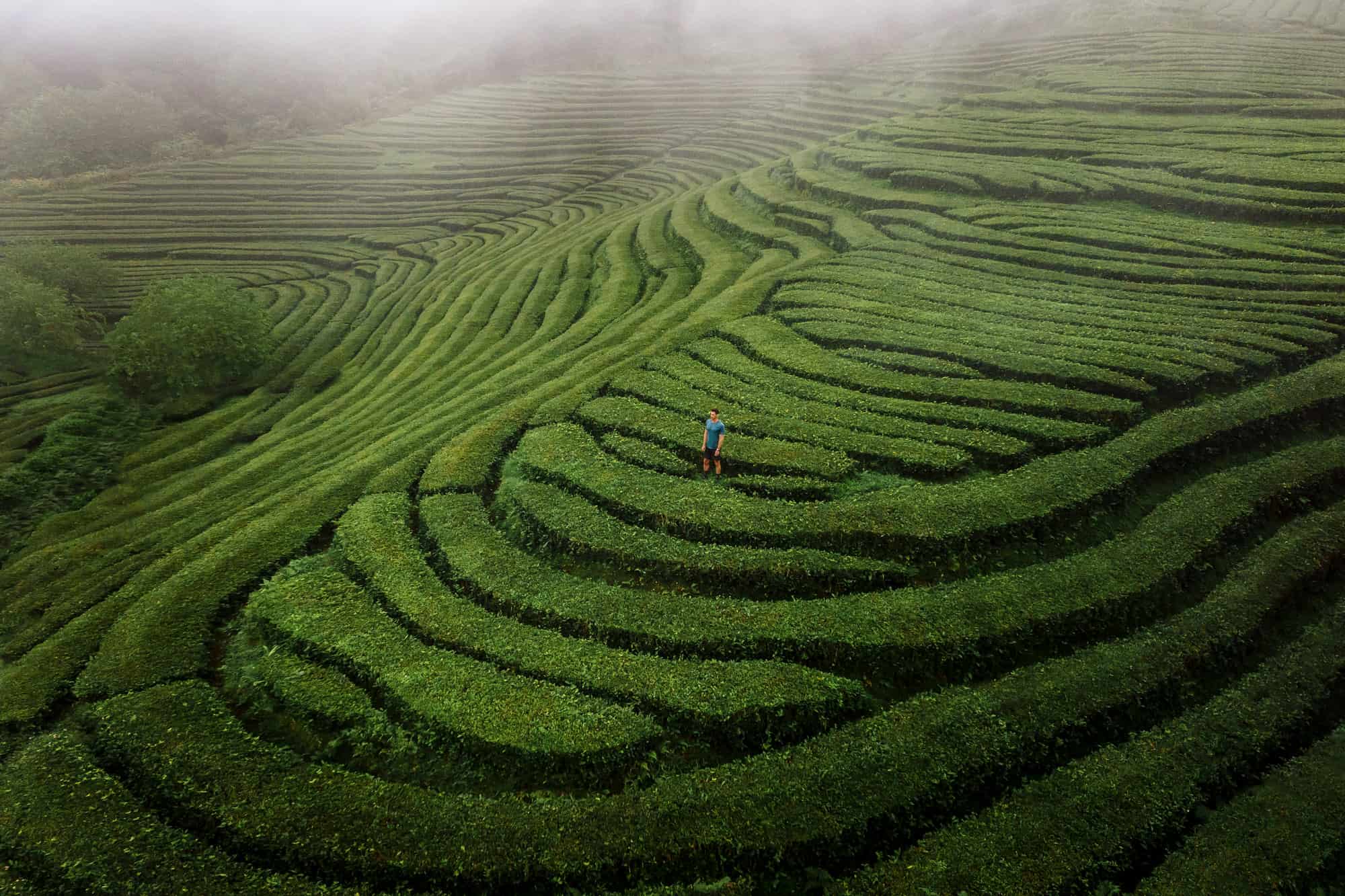 Jared Dillingham in the Azores tea fields