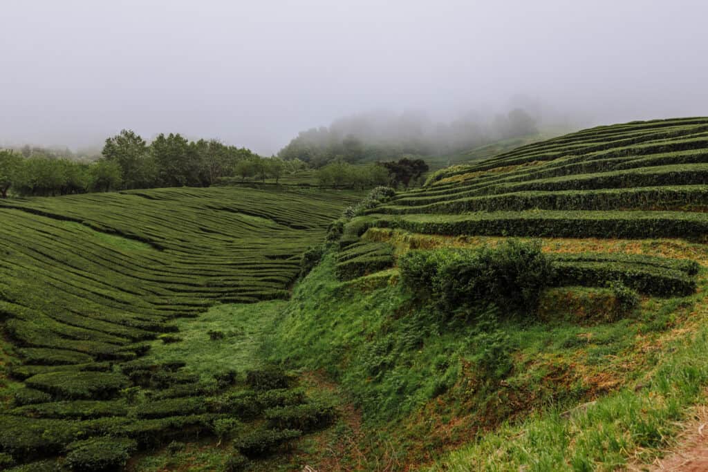 Azores tea fields in the fog