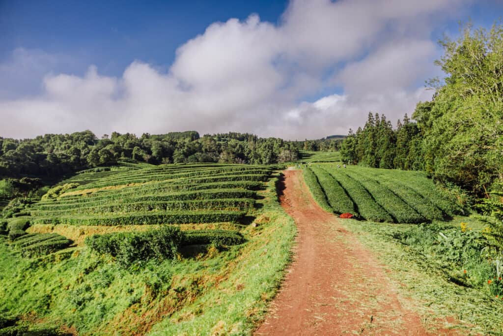 Azores tea fields at Gorreana