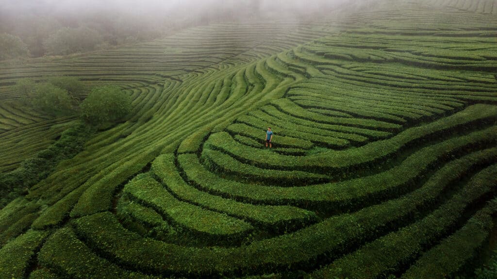 Jared Dillingham in the Azores tea fields