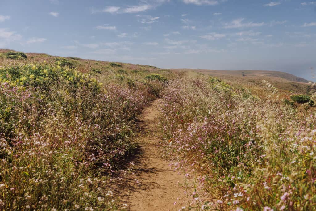 Point Reyes trail: Tomales Point