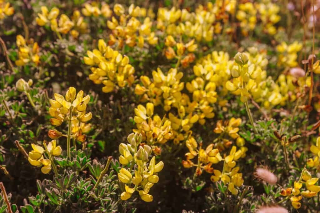 Point Reyes wildflowers
