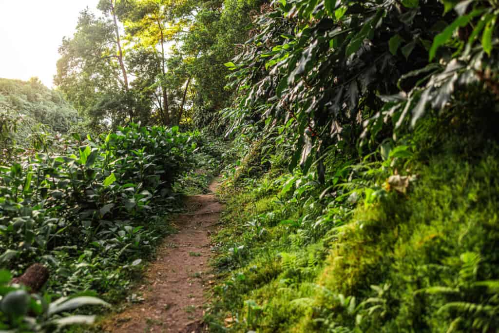 Azores hiking trail at Ribeira dos Caldeiroes