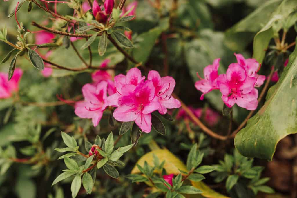Wildflowers hiking in the Azores