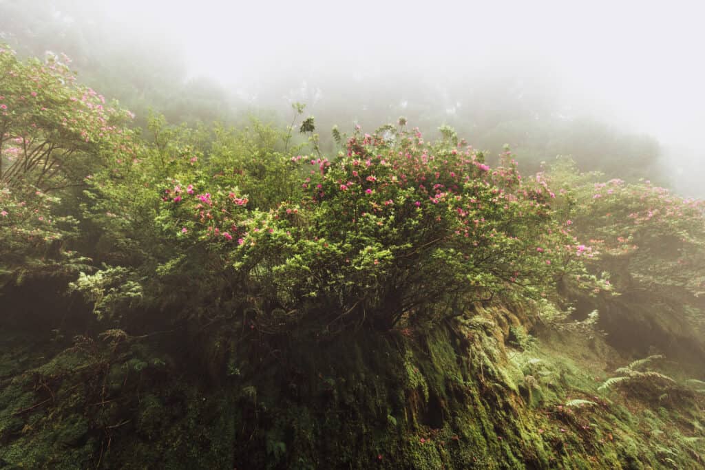 Flowers along an Azores hiking trail