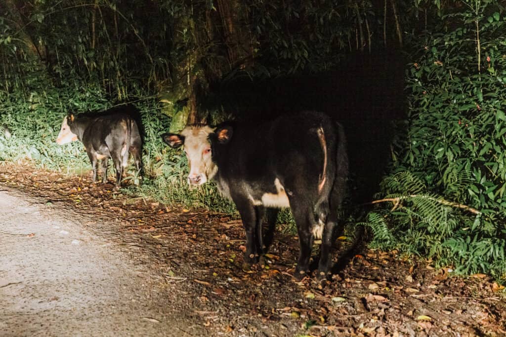 Cows on the Road to Hana