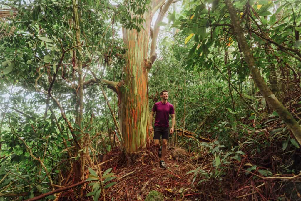 Jared Dillingham with a rainbow eucalyptus tree on the Road to Hana