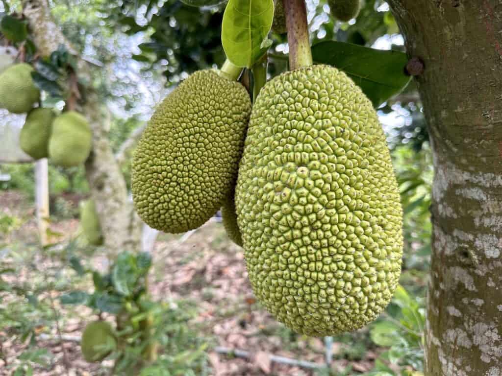Jack fruit growing in Vietnam