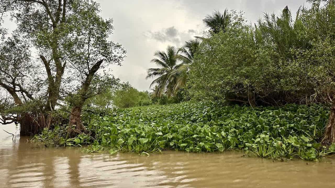 Water hyacinths on the Mekong River