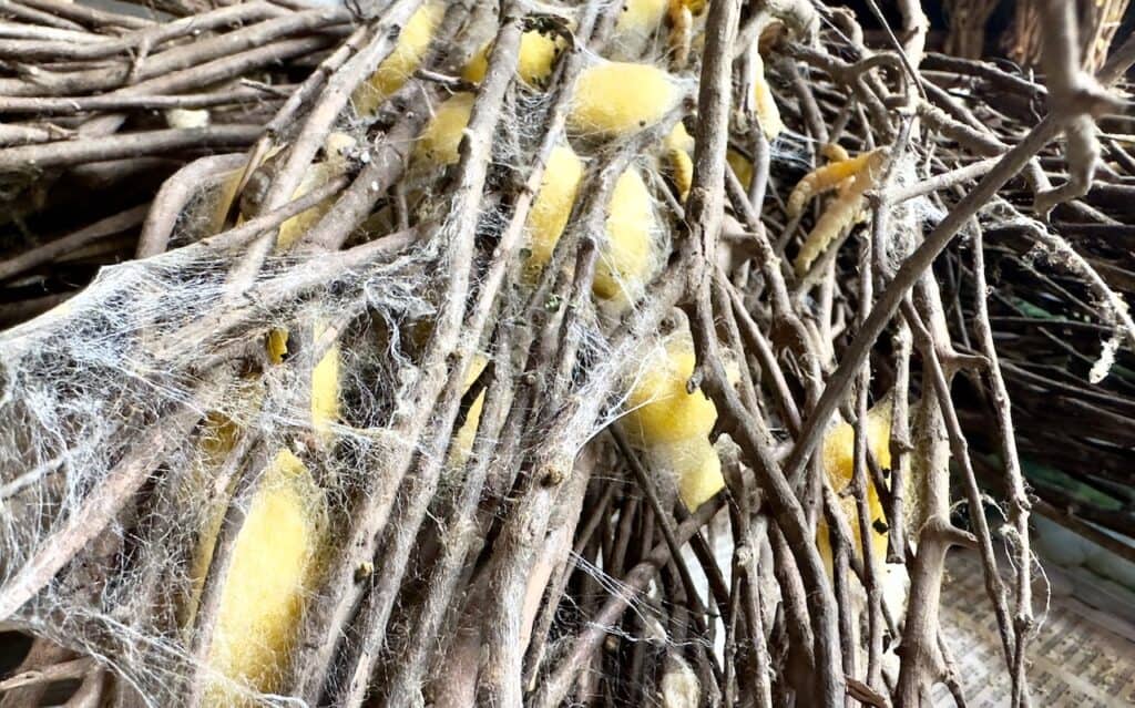 Silk Island silkworms in Cambodia