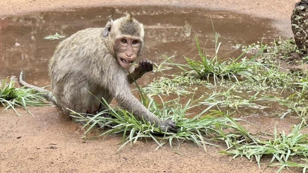 A monkey at a temple near Siem Reap Cambodia
