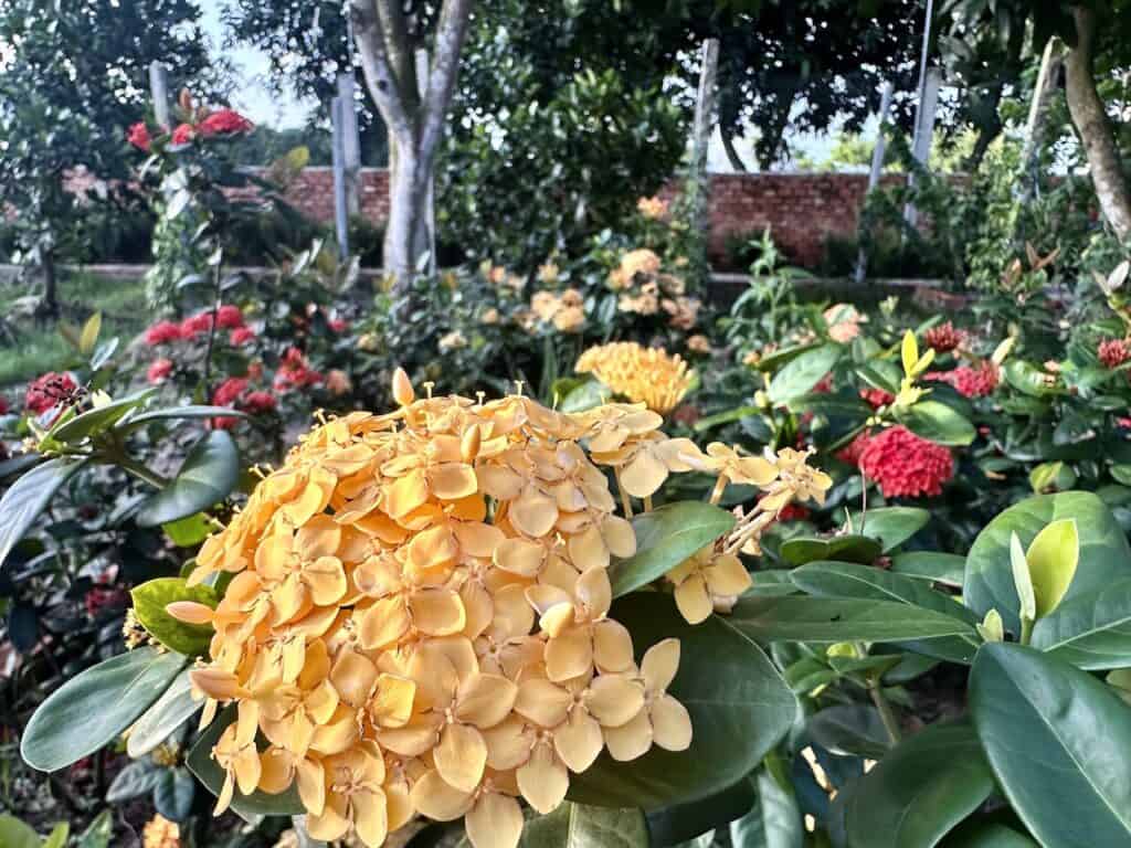 Mekong Delta flowers