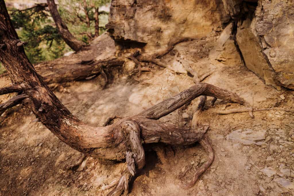 A great trail near Great Falls, MT