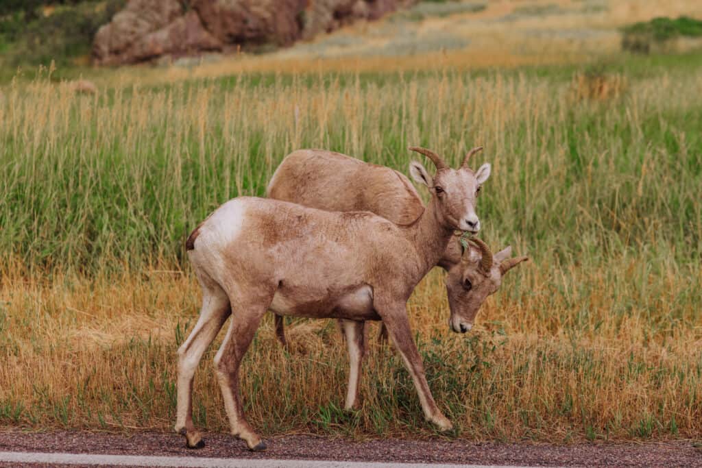 Wildlife in Montana