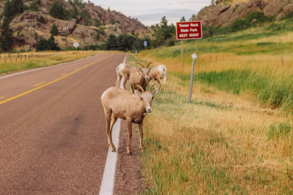 Deer at Tower Rock State Park, near Great Falls, MT