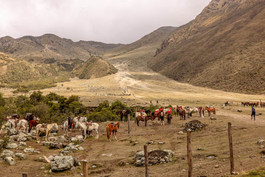 Horses taking people up the trail to Laguna Humantay