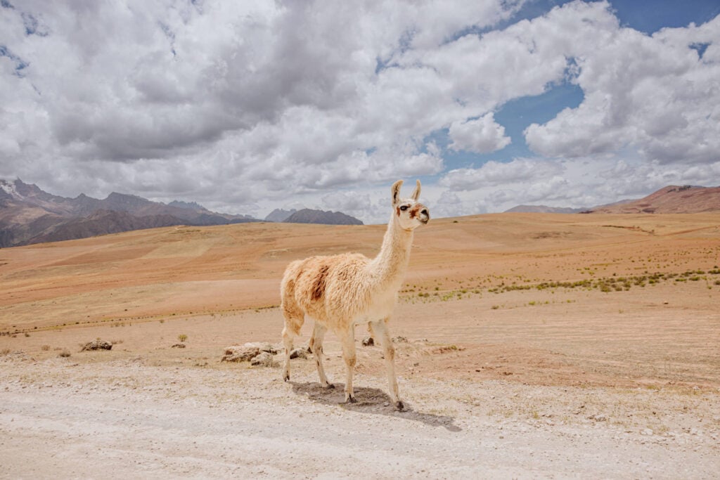 Llama in Peru