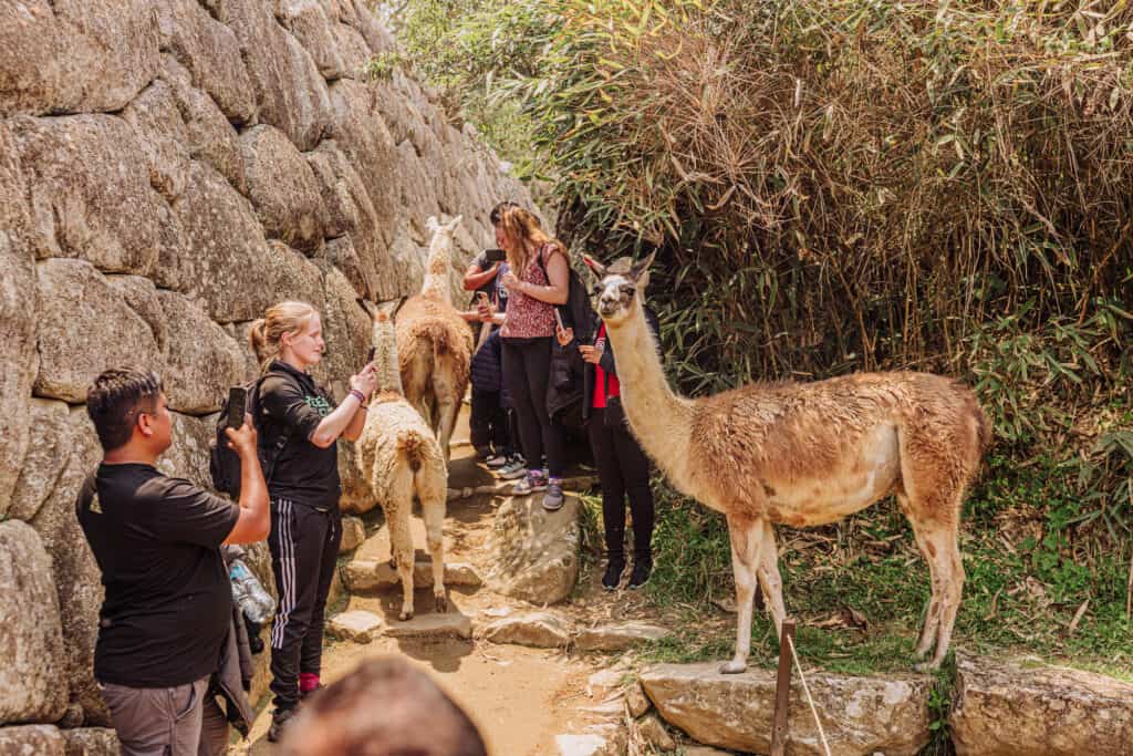 People and llamas at Machu Picchu