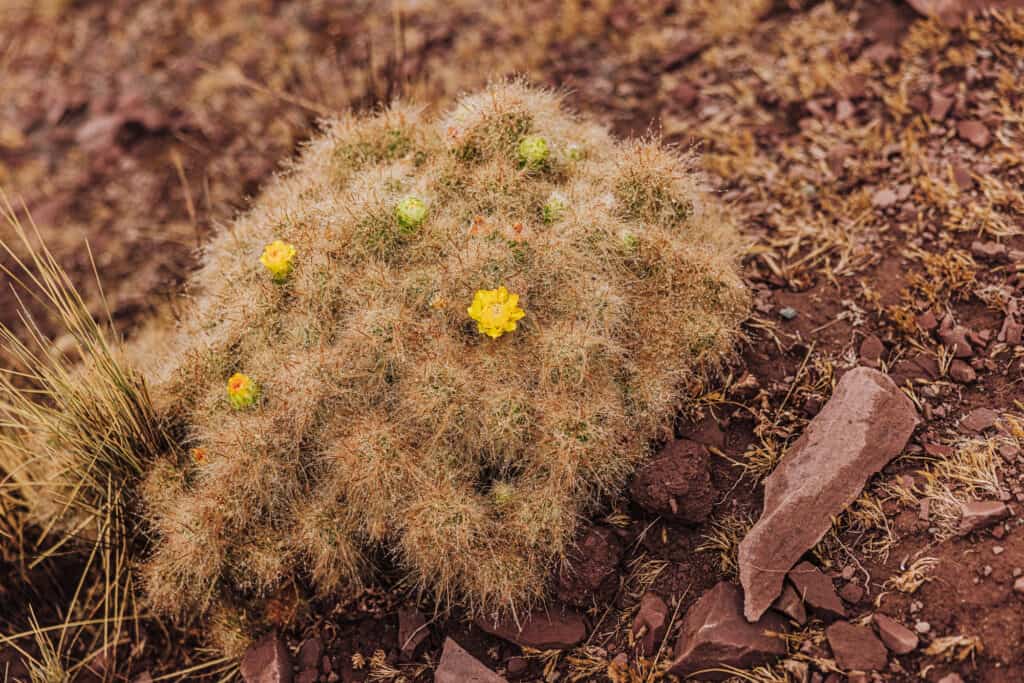 Cactus at a high elevation in Peru