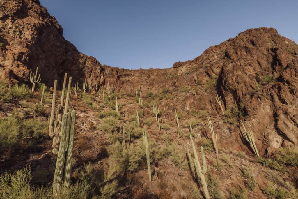 Picacho Peak Saguaro Cactus