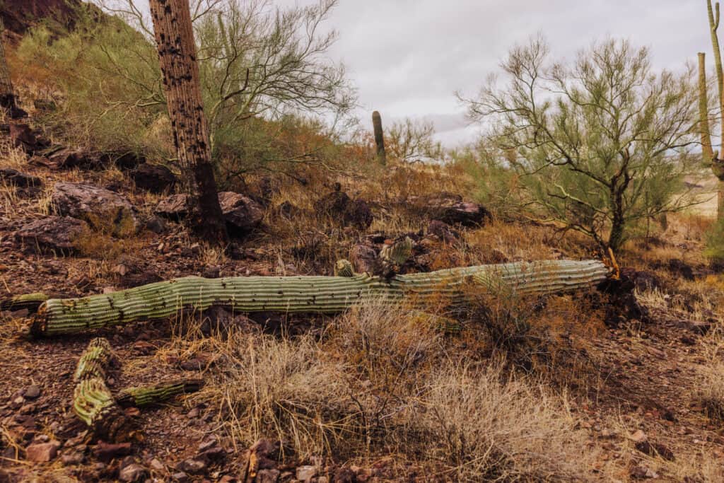 Dead saguaro cactus at Picacho Peak