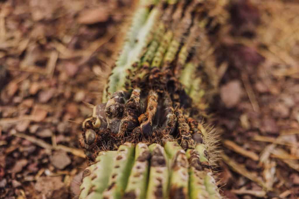 Saguaro cactus died in the heat in 2023