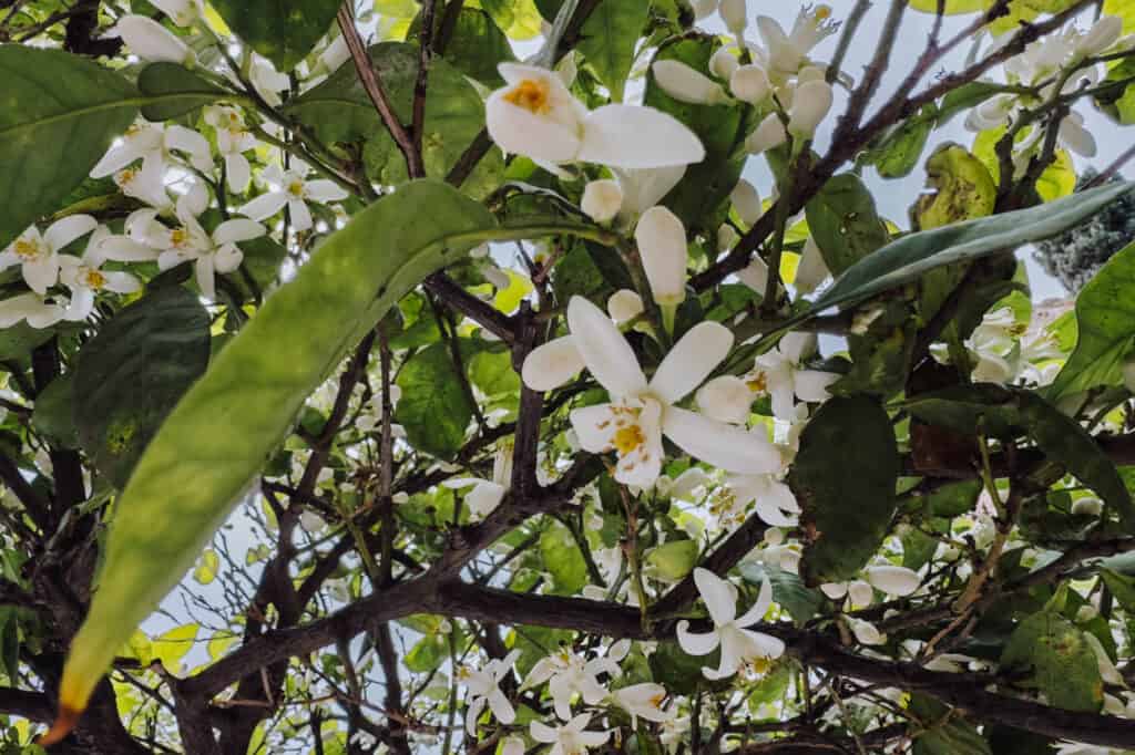 Orange blossoms in Spain