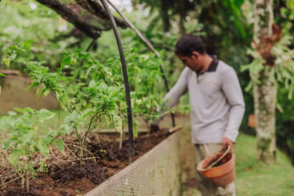 Bali eco resort: garden