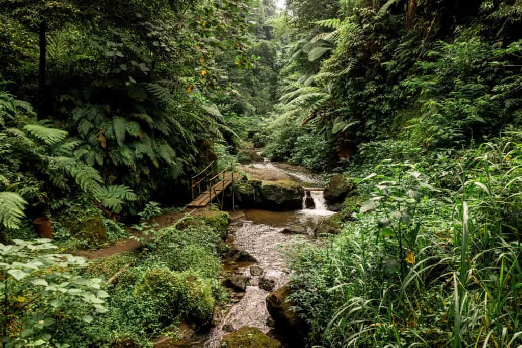 Trail to Goa Raja waterafall