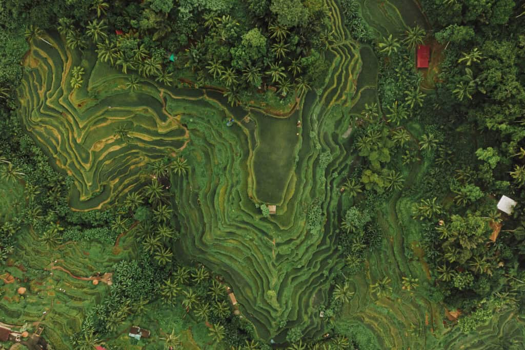 Bali rice terraces from a drone