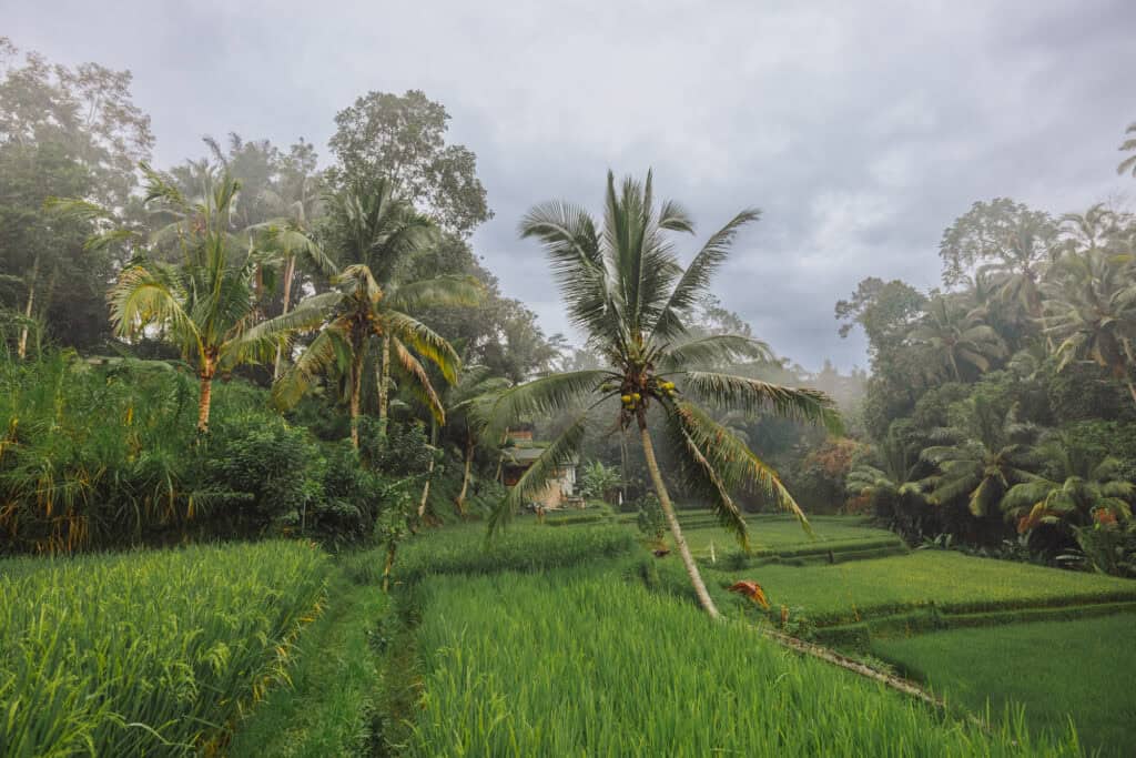 Trail through Ceking Rice Terraces