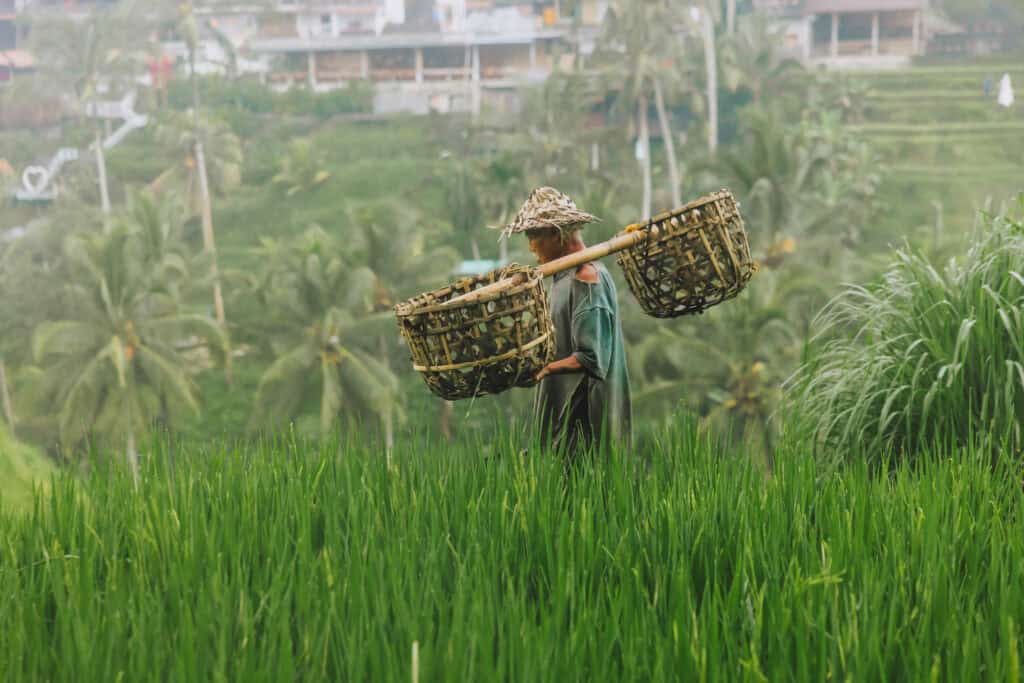 Balinese rice farmer