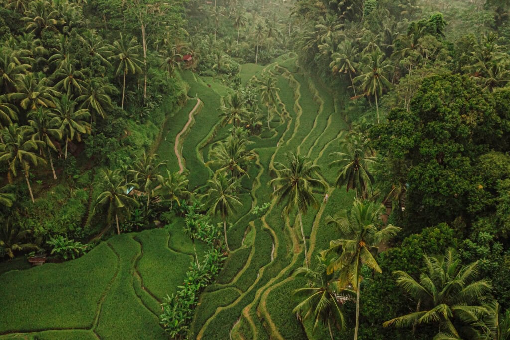 Drone photo image of the Ceking Rice Terraces