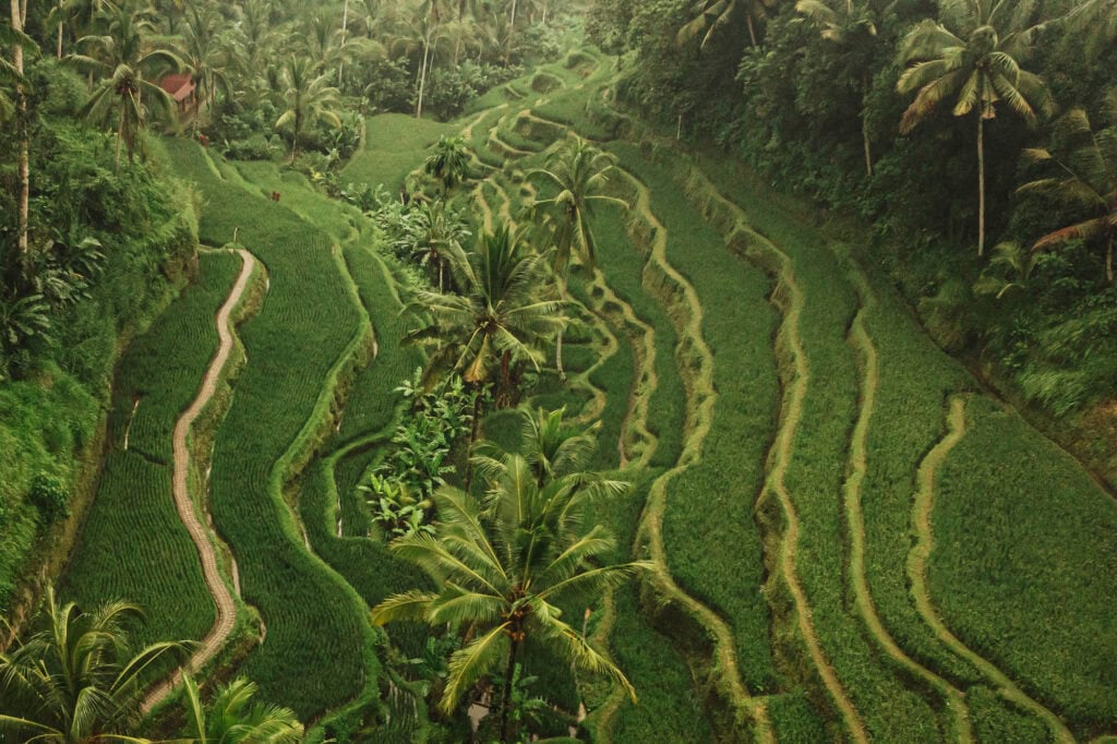 Drone aerial of rice terrace on Bali
