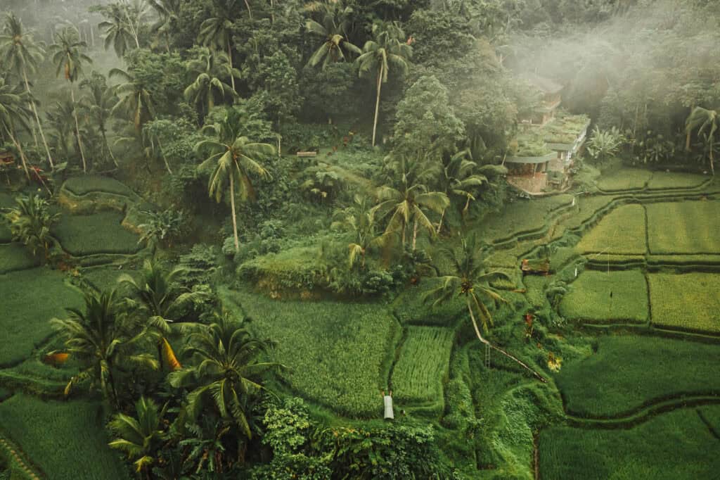 Drone images of Bali rice fields