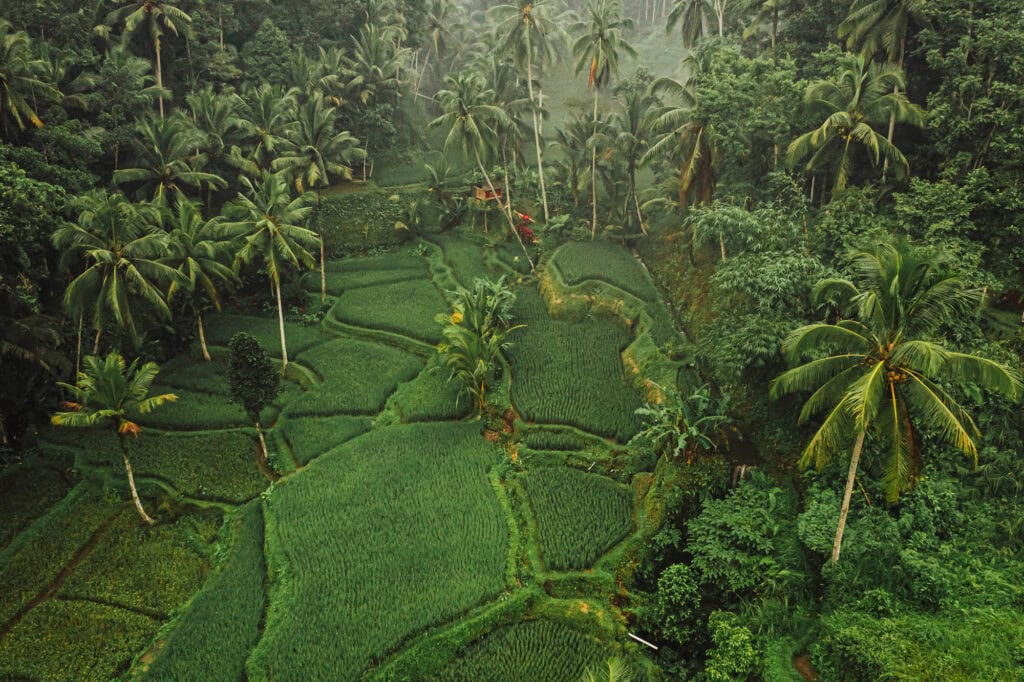 Tegalalang Rice Terraces on Bali