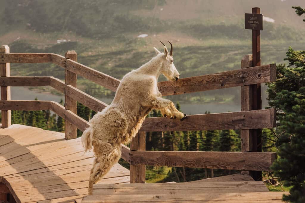 A mountain goat at Glacier National Park