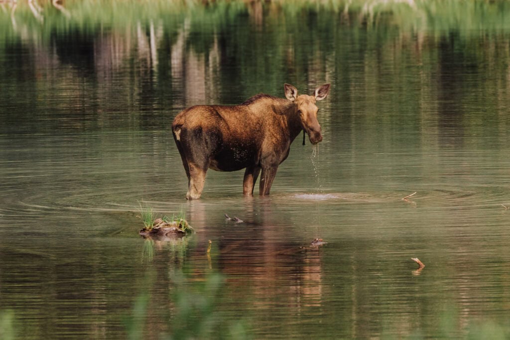 A moose near Lake Josephine at Glacier NP