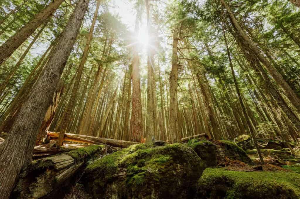 Sun peaking through the trees in a forest with a mossy floor in Glacier National Park