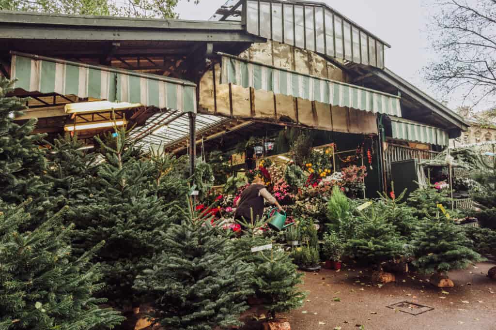 Market in Paris in the winter, selling Christmas greens
